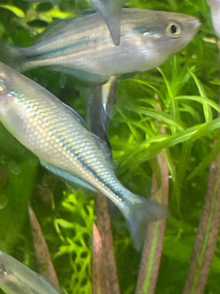 Sinisateenkaarikala Helsinki – foto 4