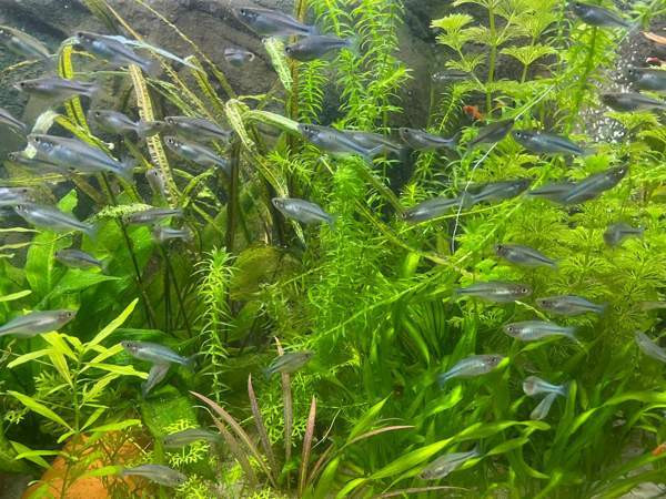 Sinisateenkaarikala Helsinki – foto 5