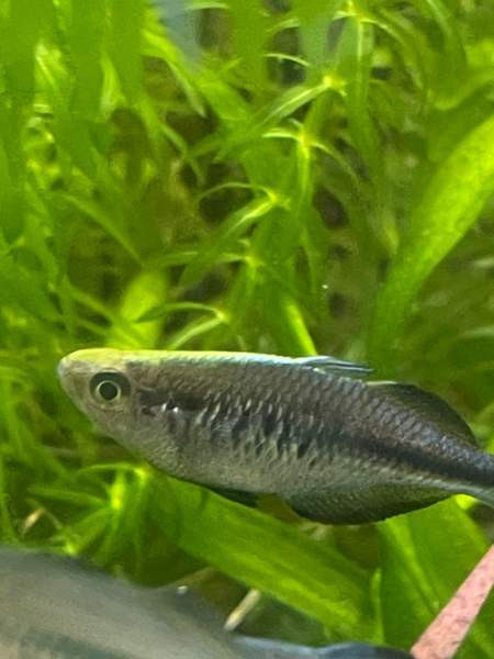 Sinisateenkaarikala Helsinki – foto 2