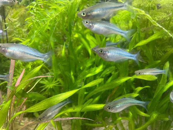 Sinisateenkaarikala Helsinki – foto 1