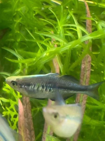 Sinisateenkaarikala Helsinki – foto 3