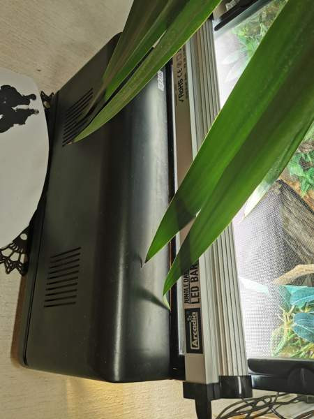 Madagaskarin päivägekko Siikajoki - photo 4