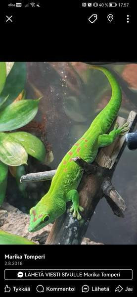 Madagaskarin päivägekko Siikajoki - photo 2