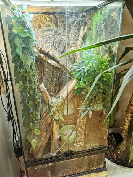 Madagaskarin päivägekko Siikajoki - photo 3