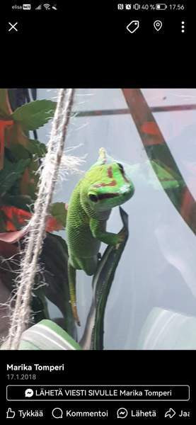 Madagaskarin päivägekko Siikajoki - photo 1