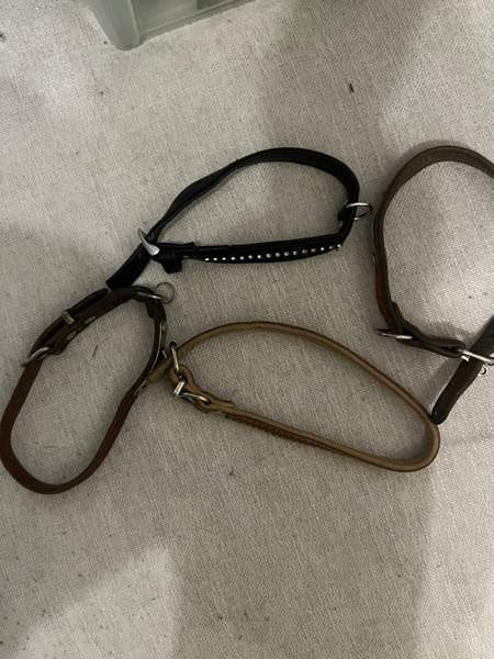 Varattu Koiran pantoja Tampere - valokuva 1