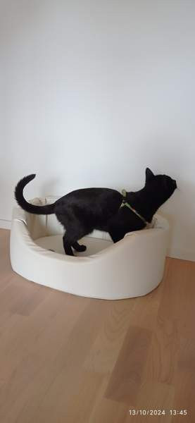 Koiran- kissan peti Tampere - photo 5