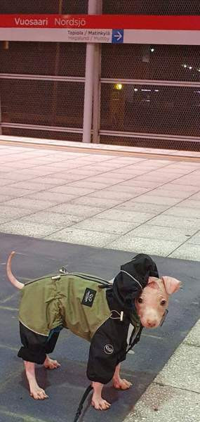 3 vaatetta pienelle koiralle Ярвенпяя - изображение 1