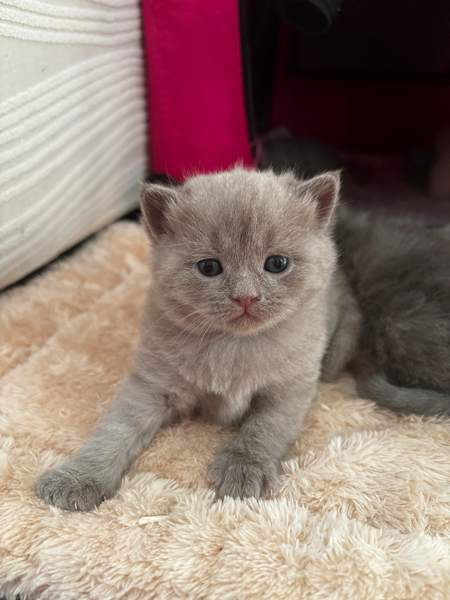 kissanpennut Vantaa - photo 6