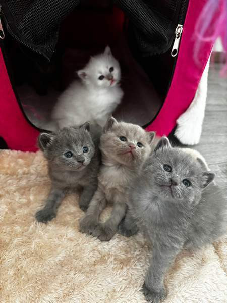 kissanpennut Vantaa - photo 1