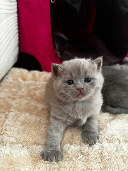 kissanpennut Vantaa - photo 7