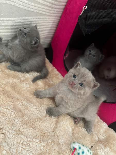 kissanpennut Vantaa - photo 8