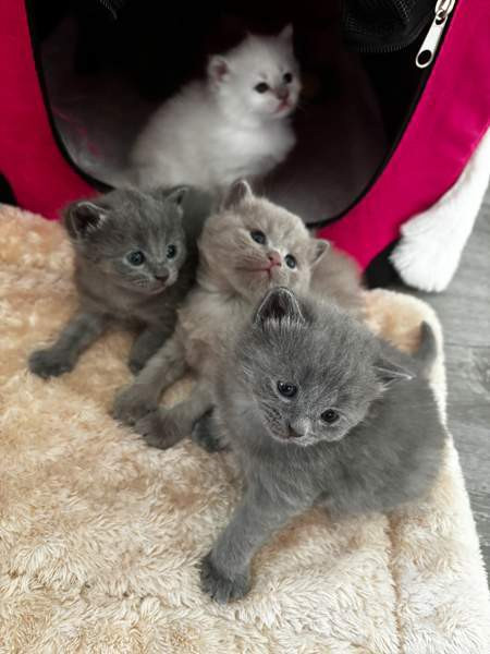 kissanpennut Vantaa - photo 2