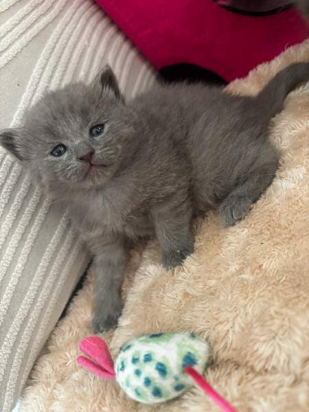 kissanpennut Vantaa - photo 5