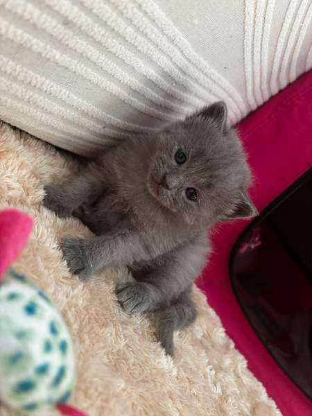 kissanpennut Vantaa - photo 4