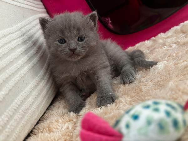 kissanpennut Vantaa - photo 3