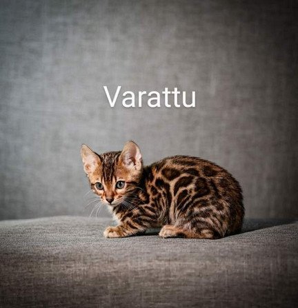 Kissanpentu Kajaani – foto 2