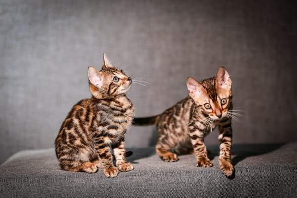 Kissanpentu Kajaani - photo 1