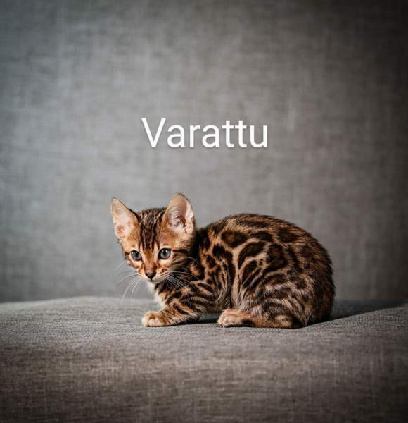 Kissanpentu Kajaani - photo 2