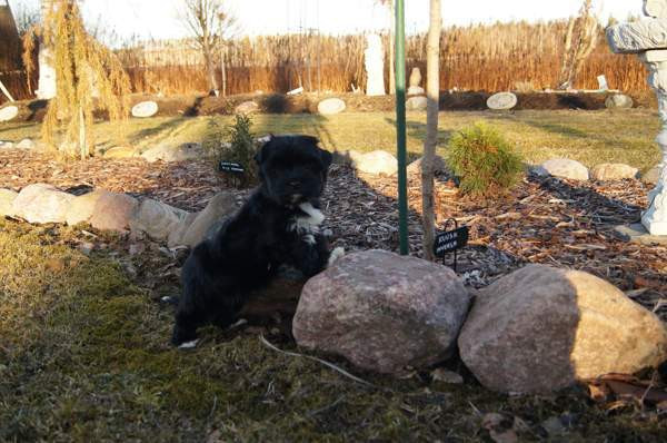 Kääpiö pennut. Loimaa - изображение 4