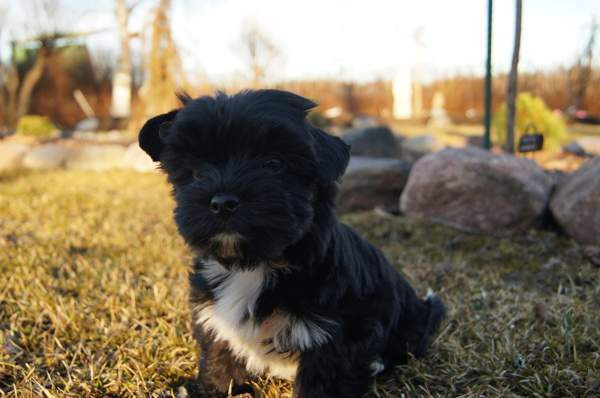 Kääpiö pennut. Loimaa - изображение 1