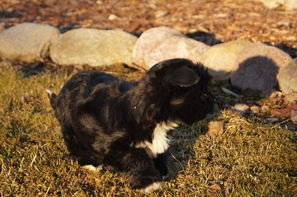 Kääpiö pennut. Loimaa - изображение 3