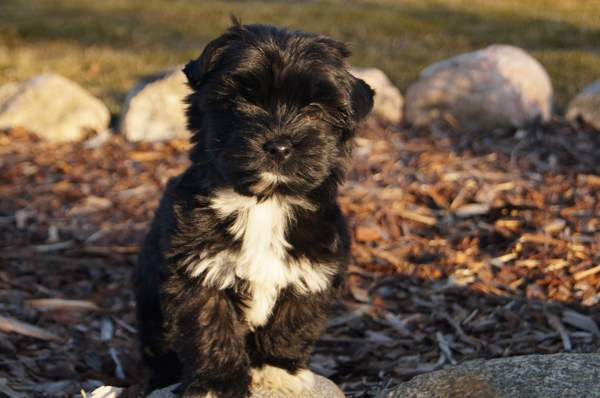 Kääpiö pennut. Loimaa - изображение 6