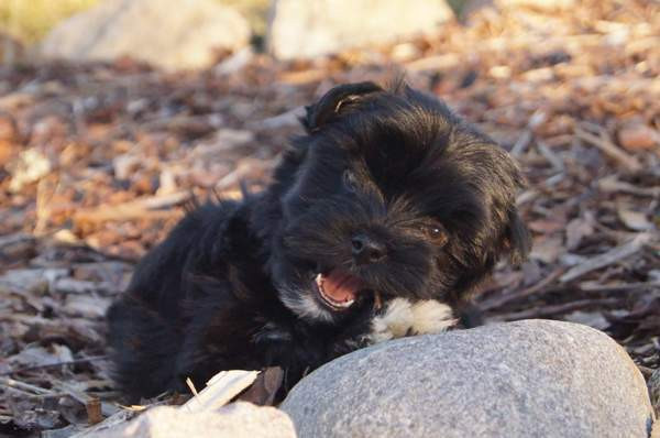 Kääpiö pennut. Loimaa - изображение 5