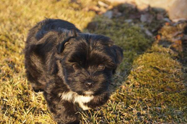 Kääpiö pennut. Loimaa - изображение 2