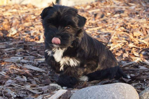 Kääpiö pennut. Loimaa - изображение 8