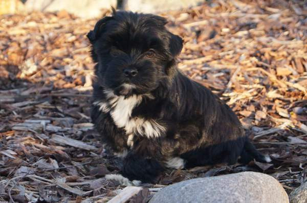 Kääpiö pennut. Loimaa - изображение 7