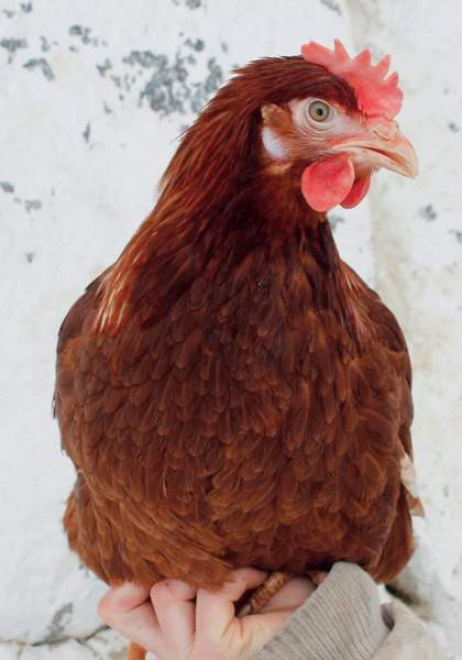 Ruskeita Brown Nick- kanoja Vesilahti - изображение 1