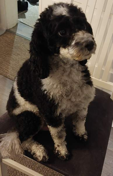 Kiharaturkkinen kääpiö pentu Kurikka - изображение 2