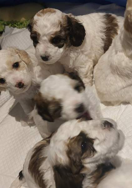 Kiharaturkkinen kääpiö pentu Kurikka - изображение 1