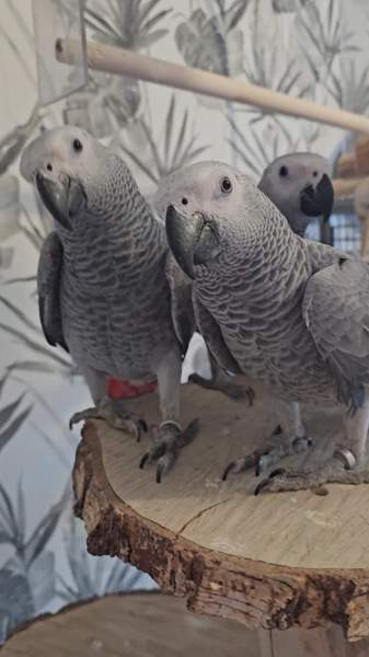 Harmaapapukaija Porvoo - photo 3