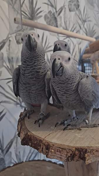 Harmaapapukaija Porvoo - photo 2