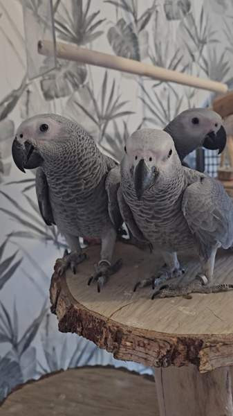 Harmaapapukaija Porvoo - photo 1