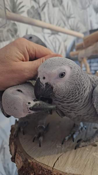 Harmaapapukaija Porvoo - photo 4