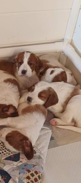 Punavalkoisen irlanninsetterin pentuja Savonlinna - valokuva 1