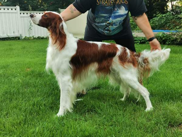 Punavalkoisen irlanninsetterin pentuja Savonlinna - valokuva 4