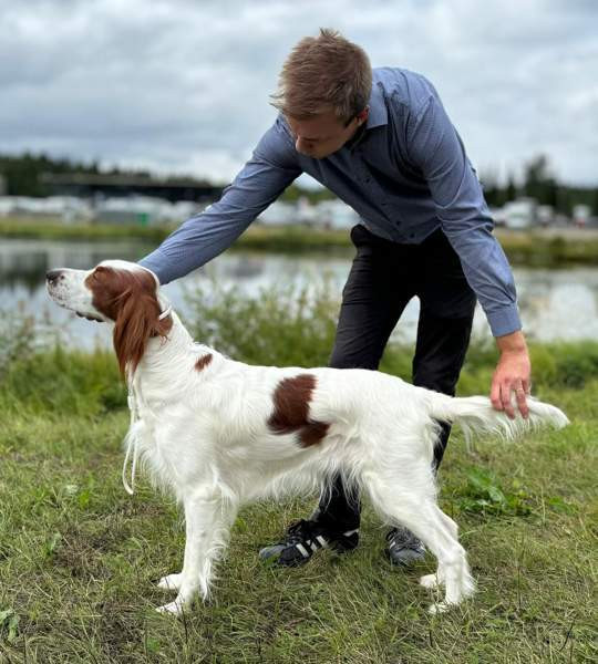 Punavalkoisen irlanninsetterin pentuja Savonlinna - valokuva 3
