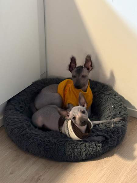 Meksikon karvatonkoira pentuja Espoo - photo 1