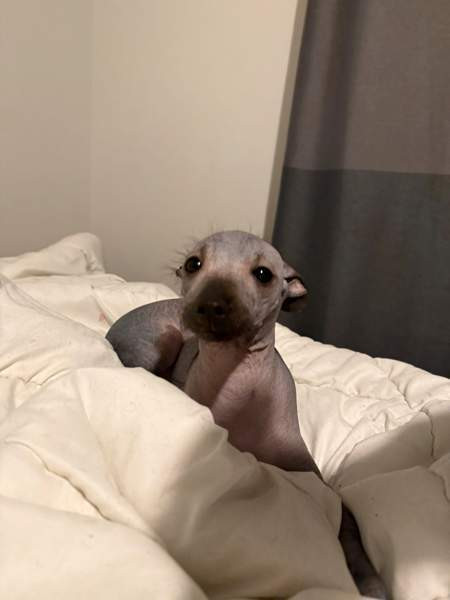 Meksikon karvatonkoira pentuja Espoo - photo 4