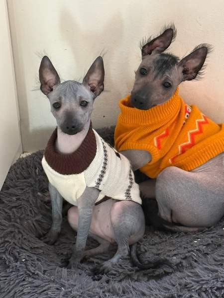 Meksikon karvatonkoira pentuja Espoo - photo 3