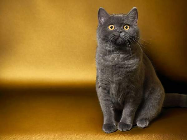 Brittiläiset kissanpennut Alavus - photo 1