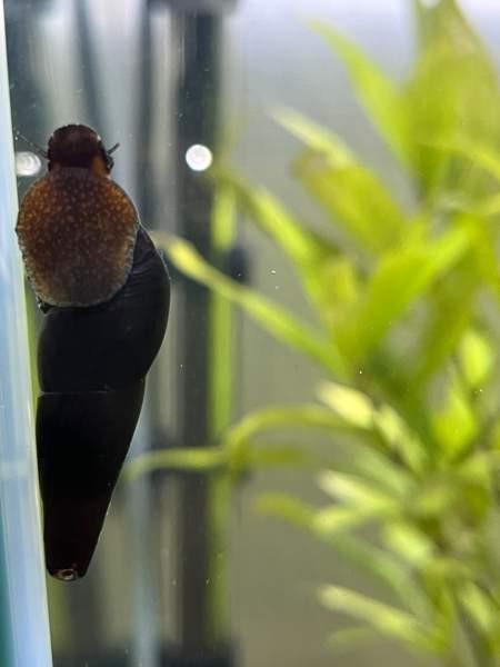 Ostetaan Kiuruvesi Iisalmi Pyhäjärvi Vieremä Sonkajärvi Kiuruvesi - изображение 1