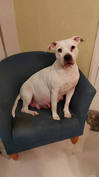 Vahvoja pentuja Rauma - photo 6