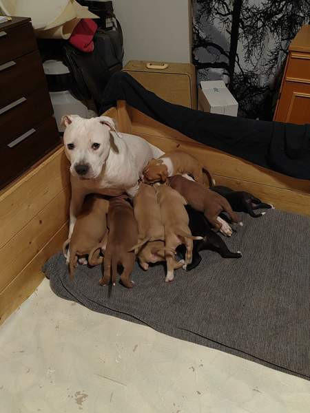 Vahvoja pentuja Rauma - photo 1