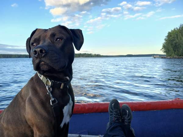 Vahvoja pentuja Rauma - photo 7