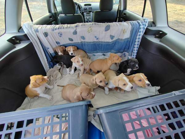 Vahvoja pentuja Rauma - photo 4